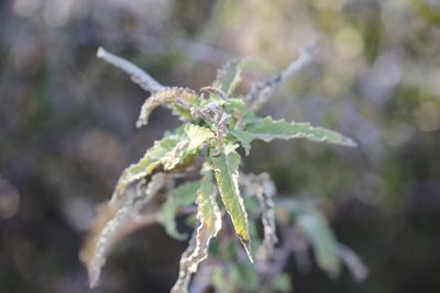 Ambrosia ambrosioides, photographed by Reid Hardin