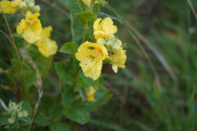 Verbascum phlomoides, photographed by Lars Willighagen
