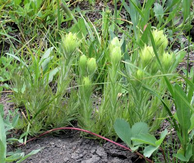 Castilleja cusickii, photographed by Wendy McCrady