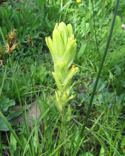 Castilleja cusickii, photographed by Wendy McCrady