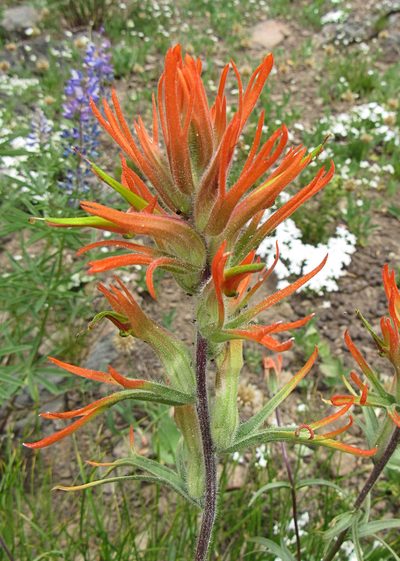 Castilleja crista-galli, photographed by Wendy McCrady