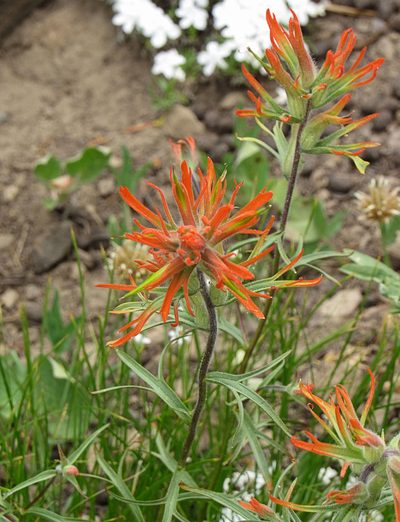 Castilleja crista-galli, photographed by Wendy McCrady