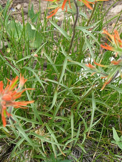 Castilleja crista-galli, photographed by Wendy McCrady