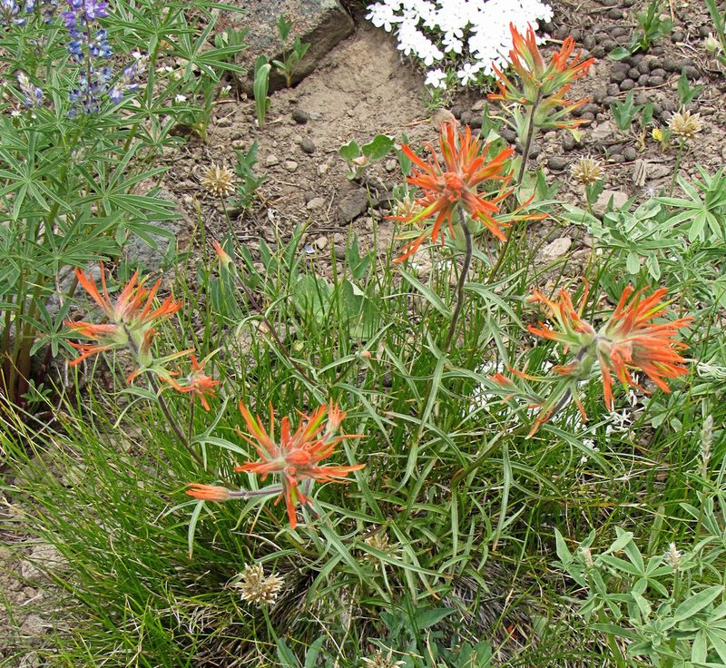 Castilleja crista-galli, photographed by Wendy McCrady