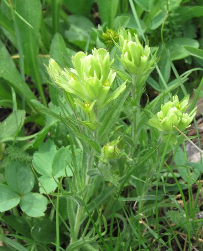 Castilleja cusickii, photographed by Wendy McCrady