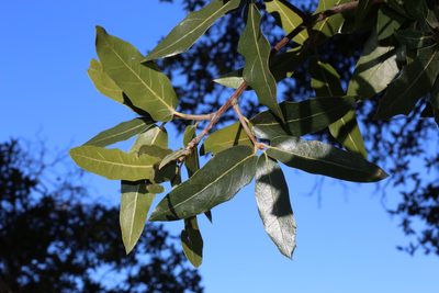 Quercus emoryi, photographed by Reid Hardin