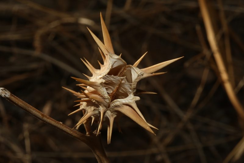 Datura quercifolia, photographed by Reid Hardin