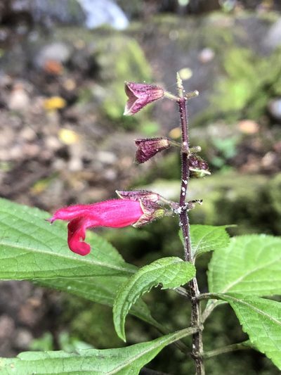 Salvia venulosa, photographed by Skjold Søndergaard