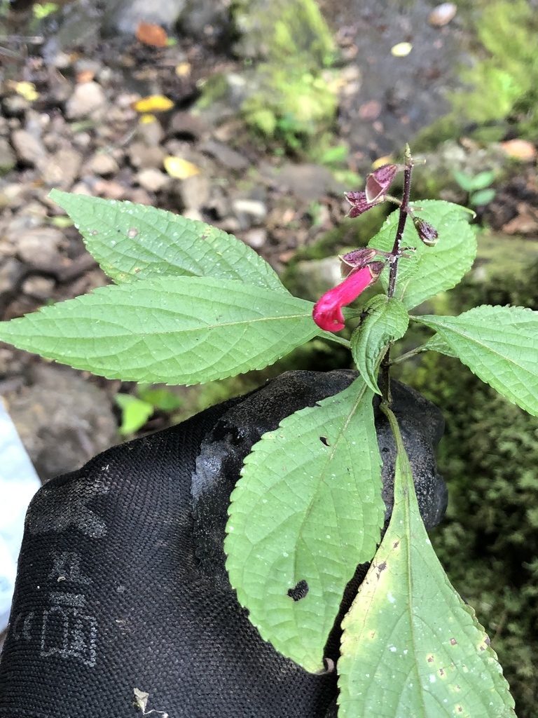 Salvia venulosa, photographed by Skjold Søndergaard