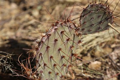 Opuntia macrocentra, photographed by Reid Hardin