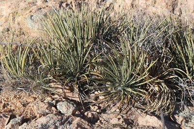 Agave schottii, photographed by Reid Hardin