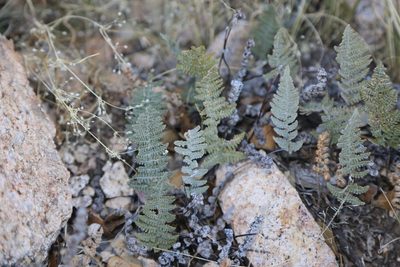 Myriopteris lindheimeri, photographed by Reid Hardin
