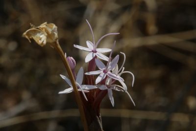Carphochaete bigelovii, photographed by Reid Hardin