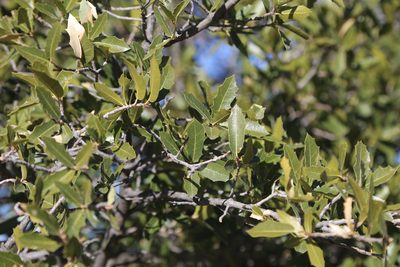 Quercus emoryi, photographed by Reid Hardin