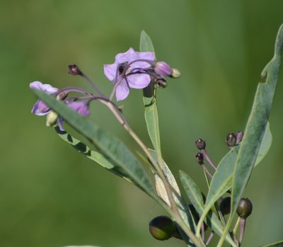 Solanum glaucophyllum, photographed by Andrea Gantzer