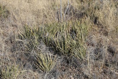 Agave schottii, photographed by Reid Hardin