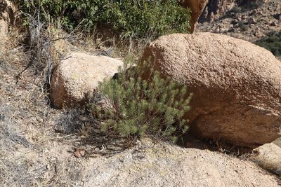 Asclepias linaria, photographed by Reid Hardin