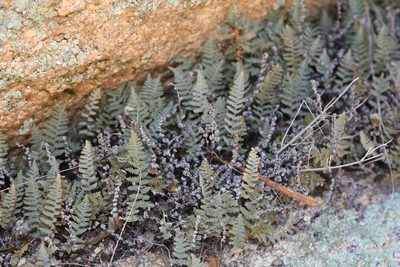 Myriopteris lindheimeri, photographed by Reid Hardin