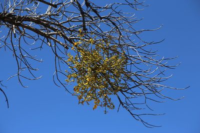 Phoradendron macrophyllum, photographed by Reid Hardin