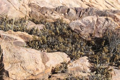 Selaginella rupincola, photographed by Reid Hardin