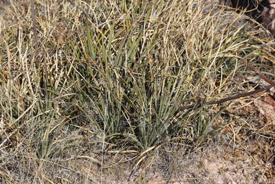 Agave schottii, photographed by Reid Hardin