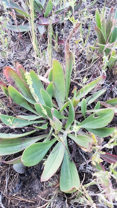 Plantago eriopoda, photographed by James Stevens