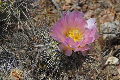 Tephrocactus alexanderi, photographed by Hugo Hulsberg