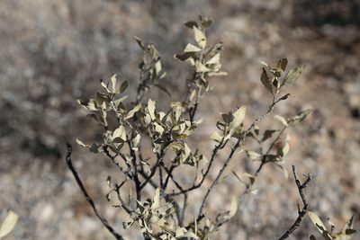 Flourensia cernua, photographed by Reid Hardin
