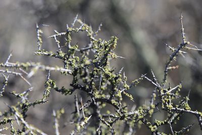 Condalia warnockii, photographed by Reid Hardin
