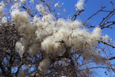Clematis drummondii, photographed by Reid Hardin