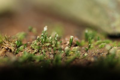 Mittenia plumula, photographed by Em Lamond