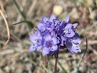 Gilia achilleifolia, photographed by rappman