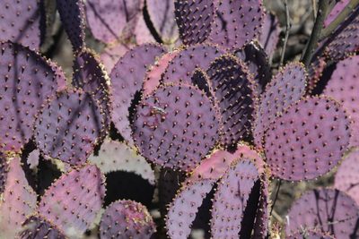 Opuntia santa-rita, photographed by Reid Hardin