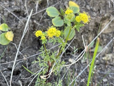 Sanicula tuberosa, photographed by rappman