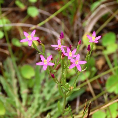Centaurium tenuiflorum, photographed by Elspeth Swan