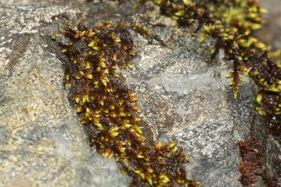 Rhacocarpus purpurascens, photographed by Em Lamond