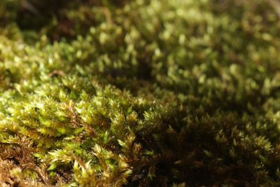 Sematophyllum homomallum, photographed by Em Lamond