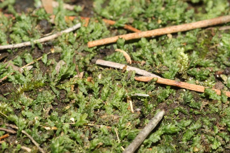 Mittenia plumula, photographed by Em Lamond