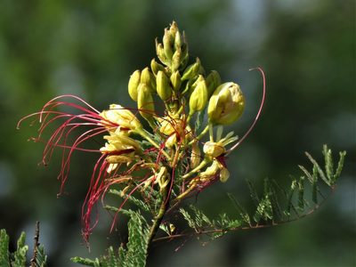 Erythrostemon gilliesii, photographed by Gustavo Puente