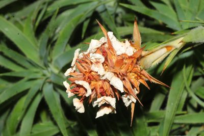 Sphenotoma drummondii, photographed by Em Lamond