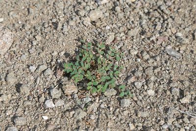 Euphorbia capitellata, photographed by Reid Hardin
