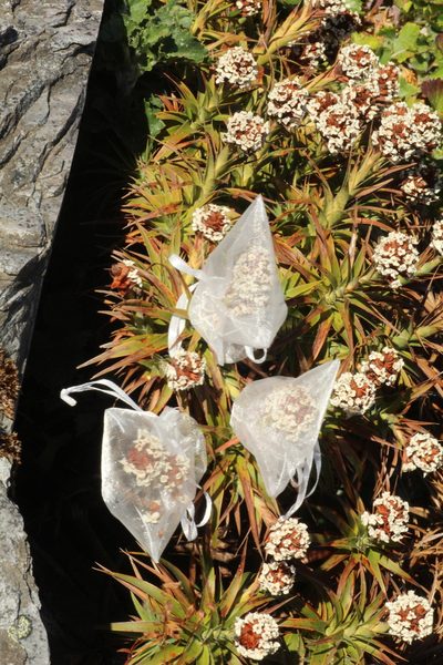 Sphenotoma drummondii, photographed by Em Lamond