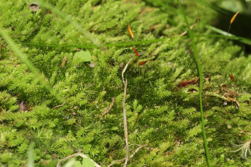 Schizymenium bryoides, photographed by Em Lamond