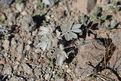 Senna covesii, photographed by Reid Hardin