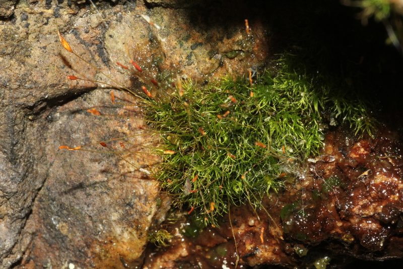 Dicranoloma diaphanoneuron, photographed by Em Lamond