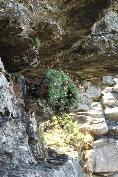 Sphenotoma drummondii, photographed by Em Lamond
