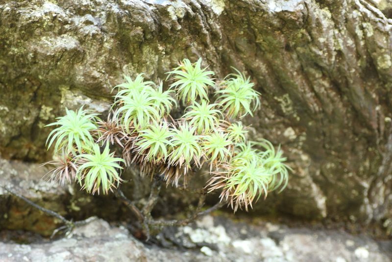 Sphenotoma drummondii, photographed by Em Lamond