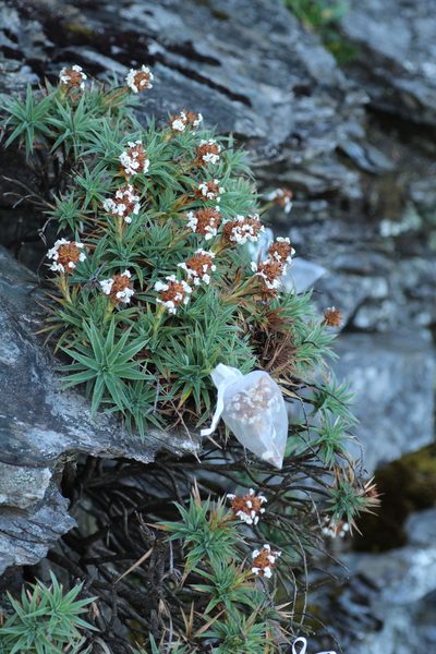 Sphenotoma drummondii, photographed by Em Lamond