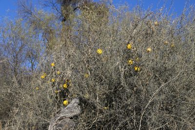 Cucurbita digitata, photographed by Reid Hardin