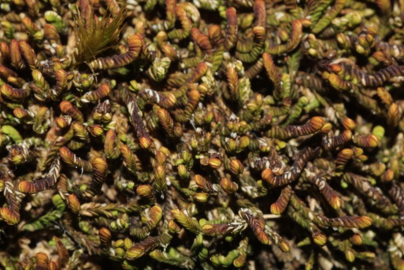Syzygiella colorata, photographed by Em Lamond